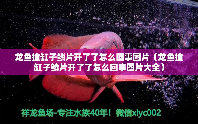 龍魚撞缸子鱗片開了了怎么回事圖片（龍魚撞缸子鱗片開了了怎么回事圖片大全） 廣州龍魚批發(fā)市場