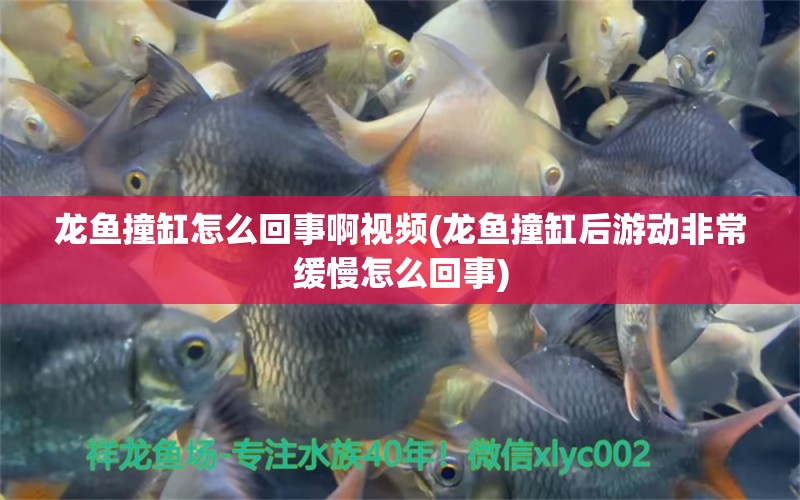 龍魚撞缸怎么回事啊視頻(龍魚撞缸后游動(dòng)非常緩慢怎么回事) 翡翠鳳凰魚