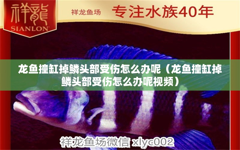 龍魚撞缸掉鱗頭部受傷怎么辦呢（龍魚撞缸掉鱗頭部受傷怎么辦呢視頻） 廣州觀賞魚批發(fā)市場