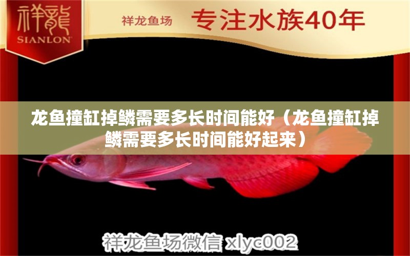 龍魚(yú)撞缸掉鱗需要多長(zhǎng)時(shí)間能好（龍魚(yú)撞缸掉鱗需要多長(zhǎng)時(shí)間能好起來(lái)） 廣州龍魚(yú)批發(fā)市場(chǎng)