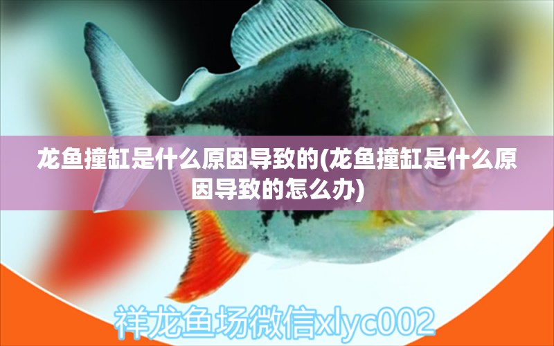 龍魚撞缸是什么原因?qū)е碌?龍魚撞缸是什么原因?qū)е碌脑趺崔k) 野彩魚 第1張