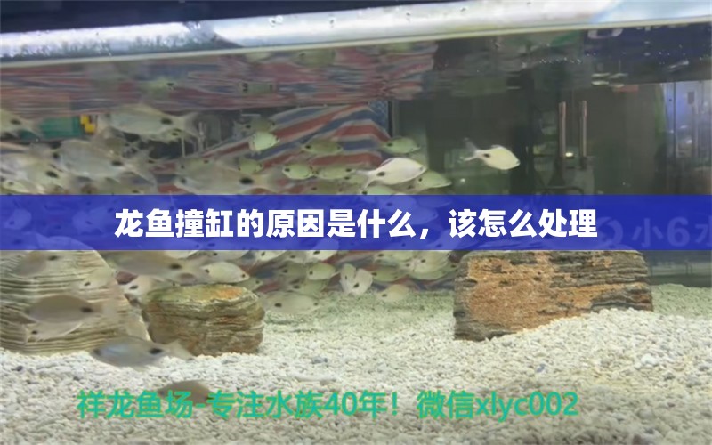 龍魚撞缸的原因是什么，該怎么處理