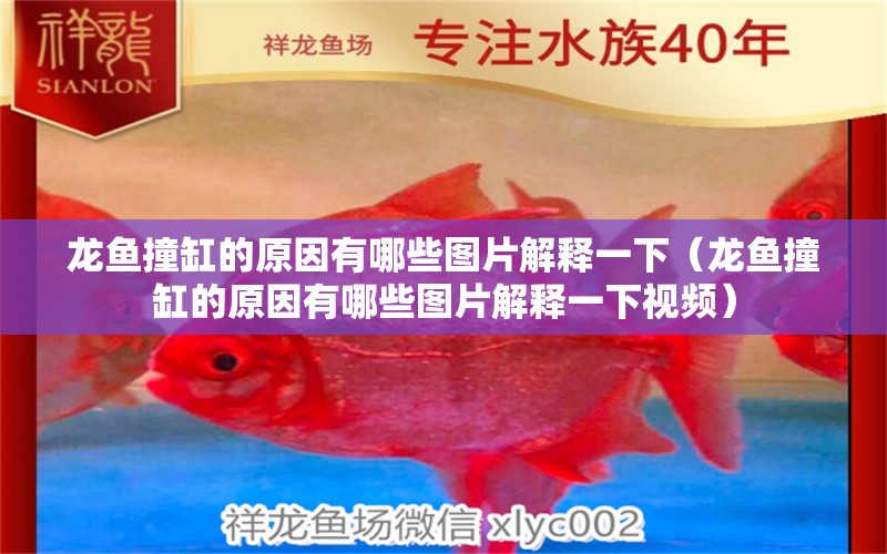 龍魚撞缸的原因有哪些圖片解釋一下（龍魚撞缸的原因有哪些圖片解釋一下視頻） 廣州龍魚批發(fā)市場