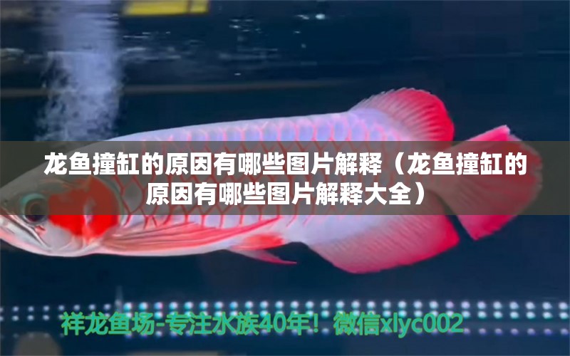 龍魚撞缸的原因有哪些圖片解釋（龍魚撞缸的原因有哪些圖片解釋大全）