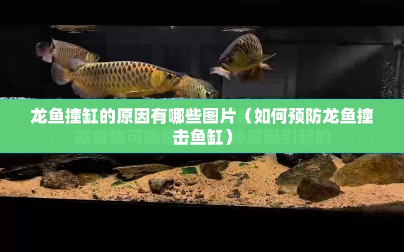 龍魚撞缸的原因有哪些圖片（如何預防龍魚撞擊魚缸） 水族問答 第1張