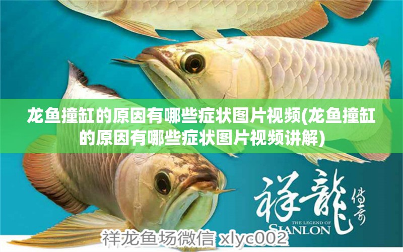 龍魚(yú)撞缸的原因有哪些癥狀圖片視頻(龍魚(yú)撞缸的原因有哪些癥狀圖片視頻講解)