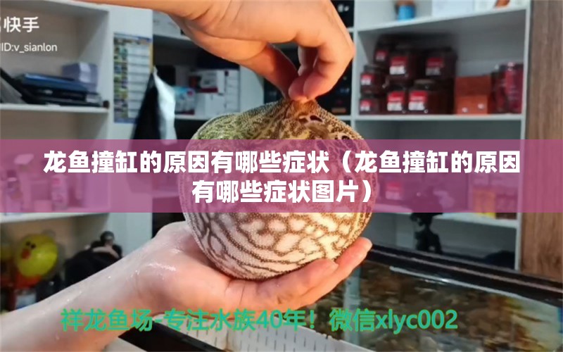 龍魚(yú)撞缸的原因有哪些癥狀（龍魚(yú)撞缸的原因有哪些癥狀圖片）