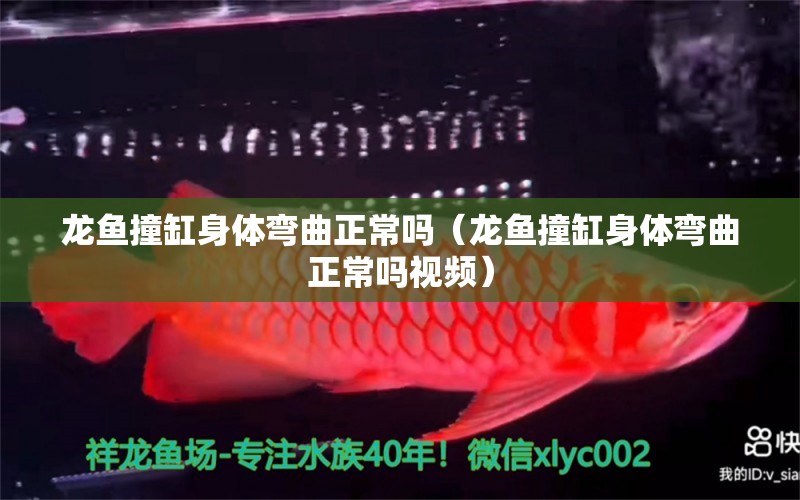 龍魚(yú)撞缸身體彎曲正常嗎（龍魚(yú)撞缸身體彎曲正常嗎視頻）