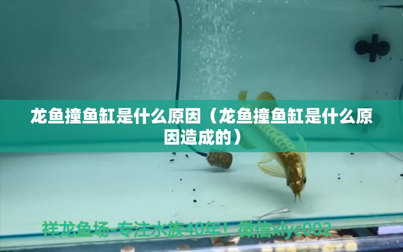 龍魚撞魚缸是什么原因（龍魚撞魚缸是什么原因造成的）