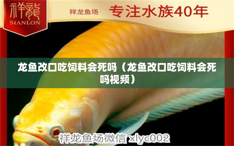 龍魚改口吃飼料會(huì)死嗎（龍魚改口吃飼料會(huì)死嗎視頻） 龍魚疾病與治療