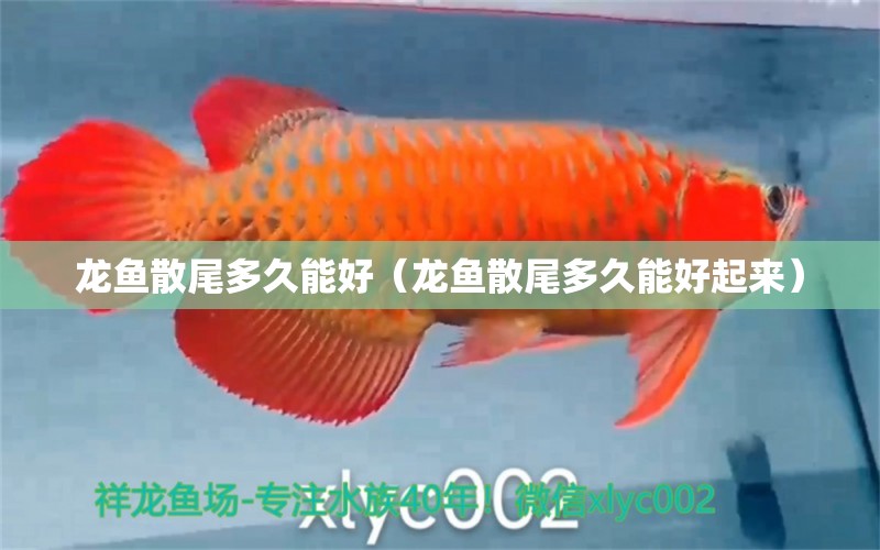 龍魚散尾多久能好（龍魚散尾多久能好起來）