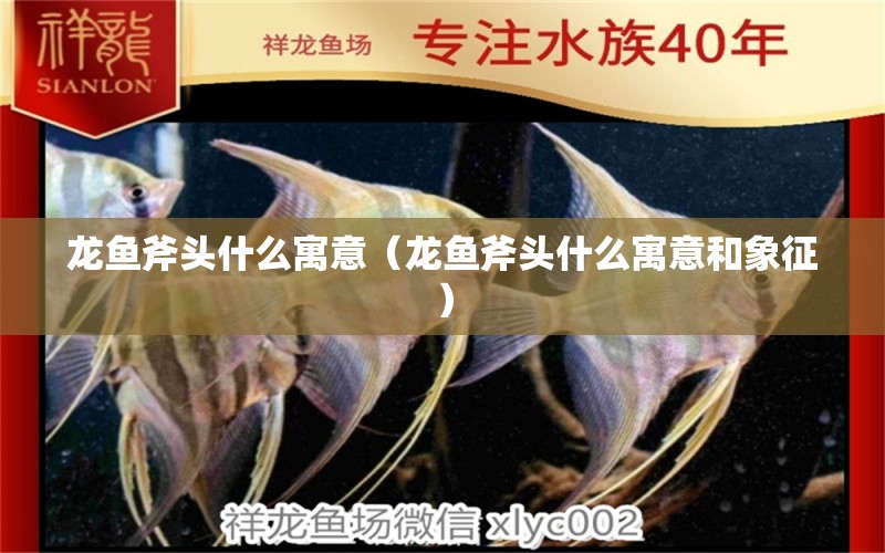 龍魚斧頭什么寓意（龍魚斧頭什么寓意和象征）