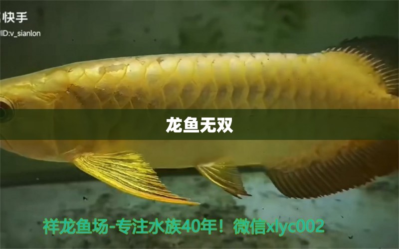 龍魚無雙 龍魚百科