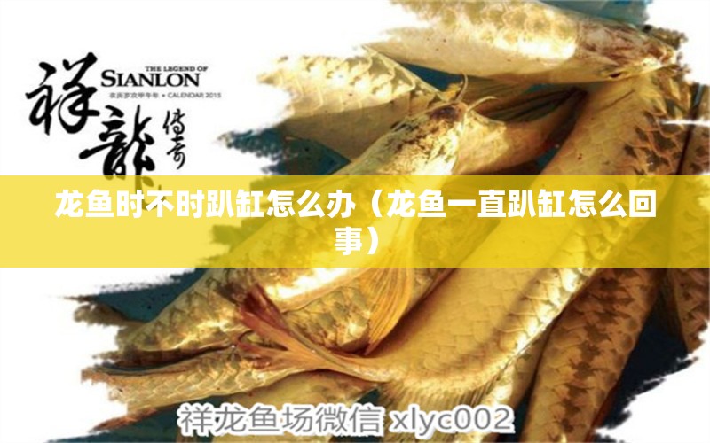 龍魚時不時趴缸怎么辦（龍魚一直趴缸怎么回事）