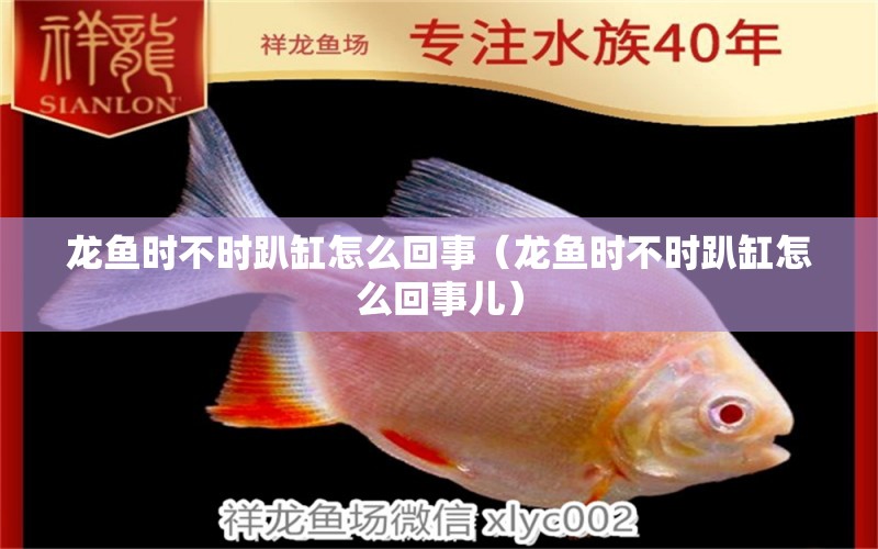 龍魚時不時趴缸怎么回事（龍魚時不時趴缸怎么回事兒） 廣州龍魚批發(fā)市場