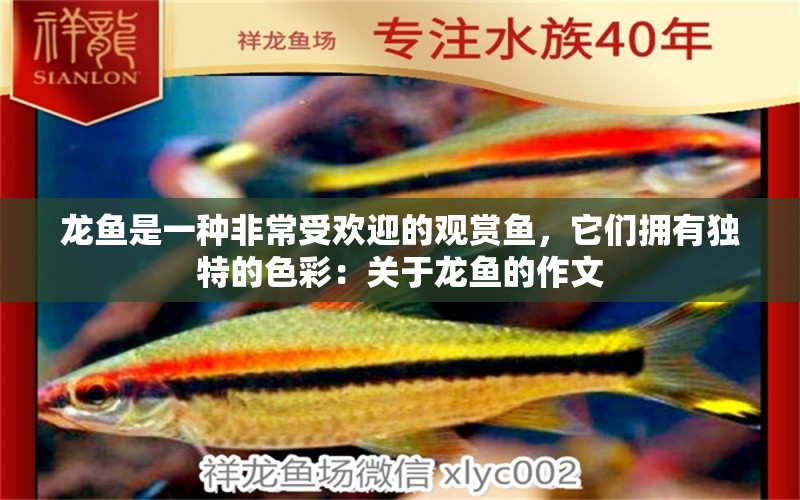 龍魚(yú)是一種非常受歡迎的觀賞魚(yú)，它們擁有獨(dú)特的色彩：關(guān)于龍魚(yú)的作文 龍魚(yú)百科 第2張