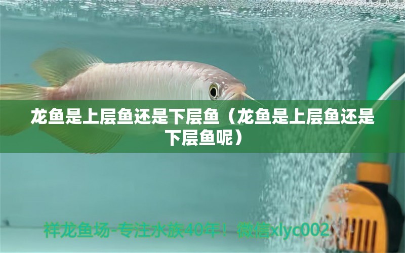 龍魚是上層魚還是下層魚（龍魚是上層魚還是下層魚呢）