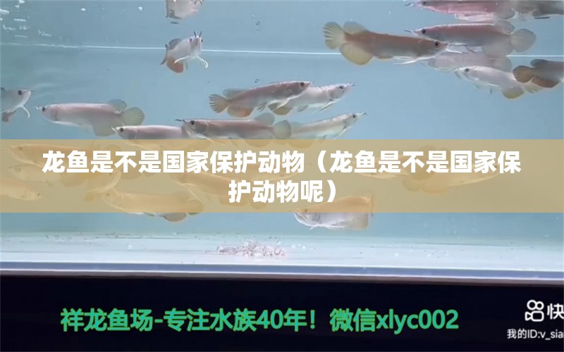 龍魚(yú)是不是國(guó)家保護(hù)動(dòng)物（龍魚(yú)是不是國(guó)家保護(hù)動(dòng)物呢） 廣州龍魚(yú)批發(fā)市場(chǎng)