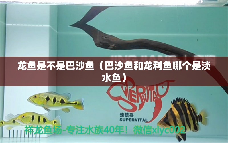 龍魚是不是巴沙魚（巴沙魚和龍利魚哪個是淡水魚）