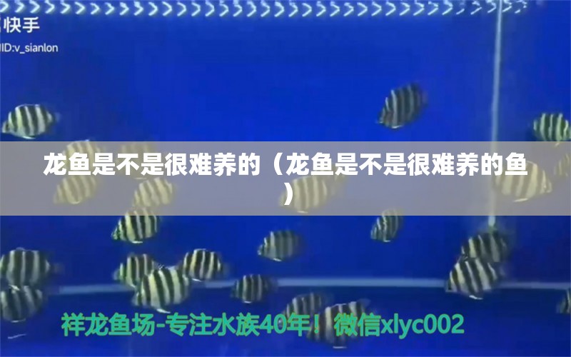 龍魚是不是很難養(yǎng)的（龍魚是不是很難養(yǎng)的魚）