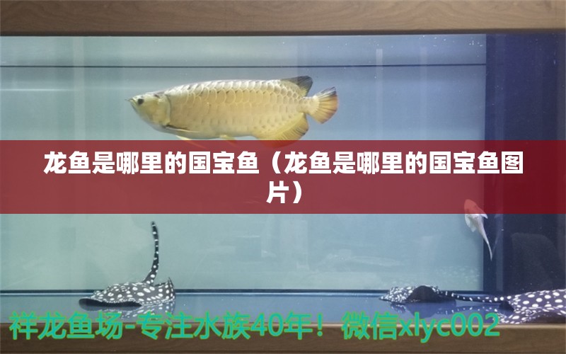 龍魚是哪里的國寶魚（龍魚是哪里的國寶魚圖片）