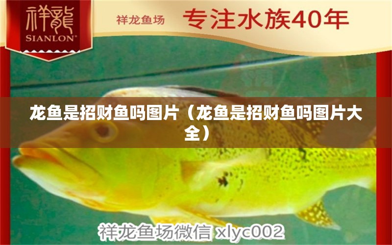 龍魚是招財(cái)魚嗎圖片（龍魚是招財(cái)魚嗎圖片大全）