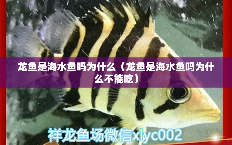 龍魚是海水魚嗎為什么（龍魚是海水魚嗎為什么不能吃） 海水魚