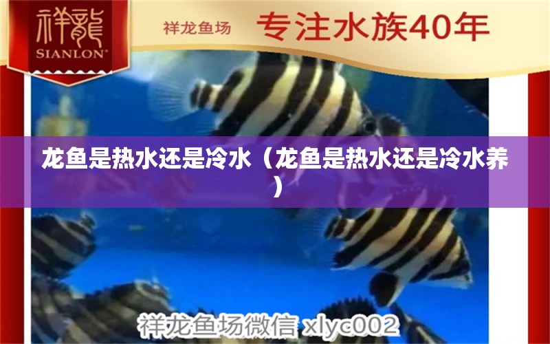 龍魚是熱水還是冷水（龍魚是熱水還是冷水養(yǎng)） 廣州龍魚批發(fā)市場(chǎng)