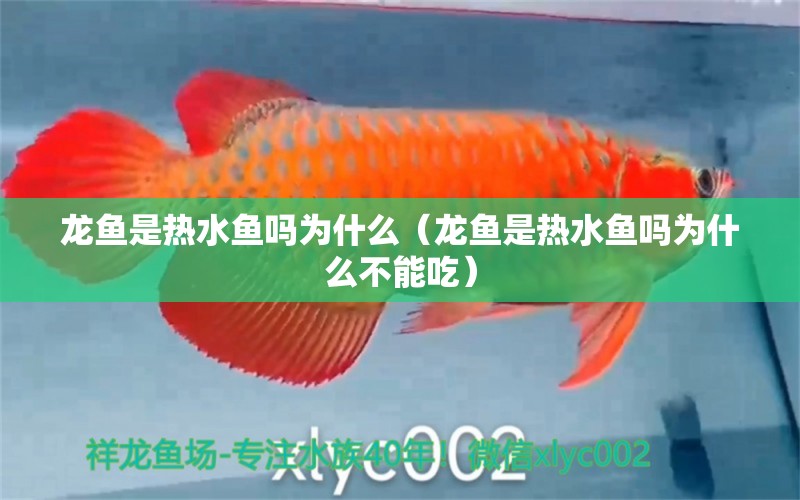 龍魚是熱水魚嗎為什么（龍魚是熱水魚嗎為什么不能吃）