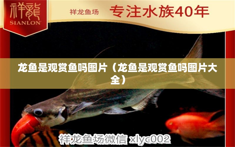 龍魚(yú)是觀賞魚(yú)嗎圖片（龍魚(yú)是觀賞魚(yú)嗎圖片大全）