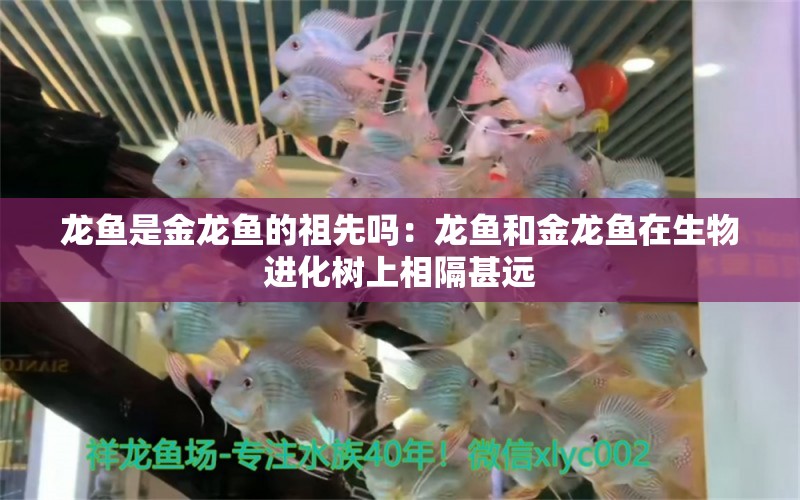 龍魚是金龍魚的祖先嗎：龍魚和金龍魚在生物進化樹上相隔甚遠(yuǎn) 龍魚百科 第1張