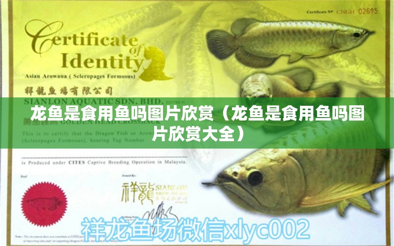 龍魚是食用魚嗎圖片欣賞（龍魚是食用魚嗎圖片欣賞大全） 廣州龍魚批發(fā)市場