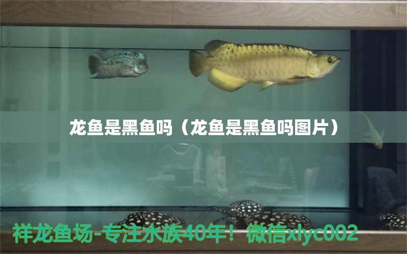 龍魚(yú)是黑魚(yú)嗎（龍魚(yú)是黑魚(yú)嗎圖片） 廣州龍魚(yú)批發(fā)市場(chǎng)