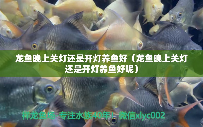 龍魚晚上關(guān)燈還是開燈養(yǎng)魚好（龍魚晚上關(guān)燈還是開燈養(yǎng)魚好呢） 廣州龍魚批發(fā)市場(chǎng)