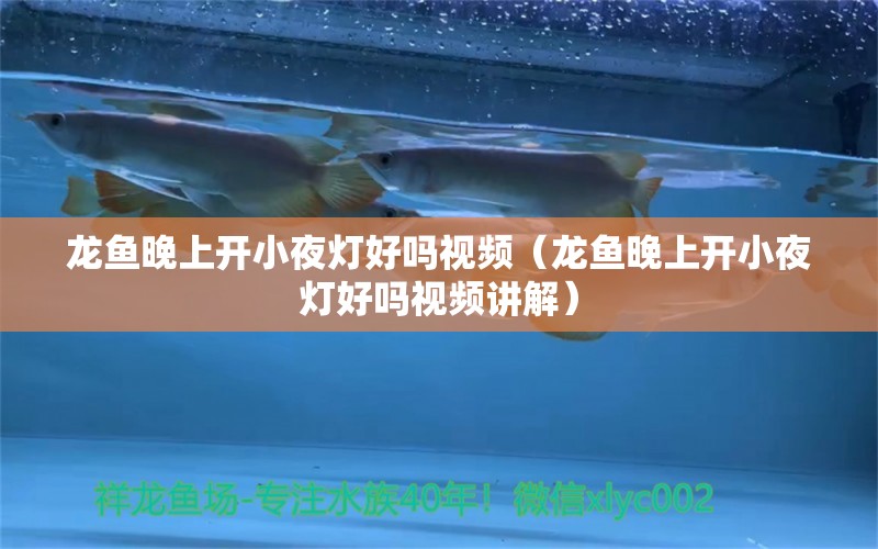 龍魚晚上開小夜燈好嗎視頻（龍魚晚上開小夜燈好嗎視頻講解） 廣州龍魚批發(fā)市場