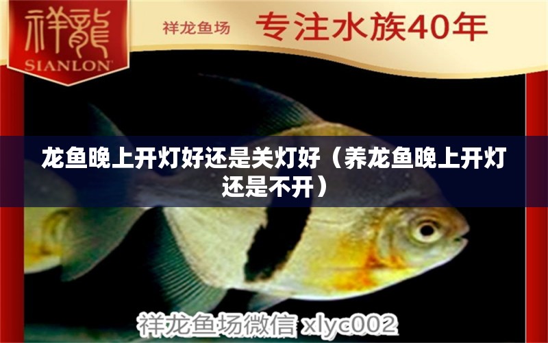 龍魚晚上開燈好還是關燈好（養(yǎng)龍魚晚上開燈還是不開） 觀賞魚