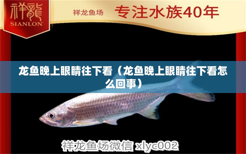 龍魚(yú)晚上眼睛往下看（龍魚(yú)晚上眼睛往下看怎么回事） 廣州龍魚(yú)批發(fā)市場(chǎng)