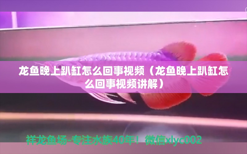 龍魚晚上趴缸怎么回事視頻（龍魚晚上趴缸怎么回事視頻講解） 祥龍水族醫(yī)院