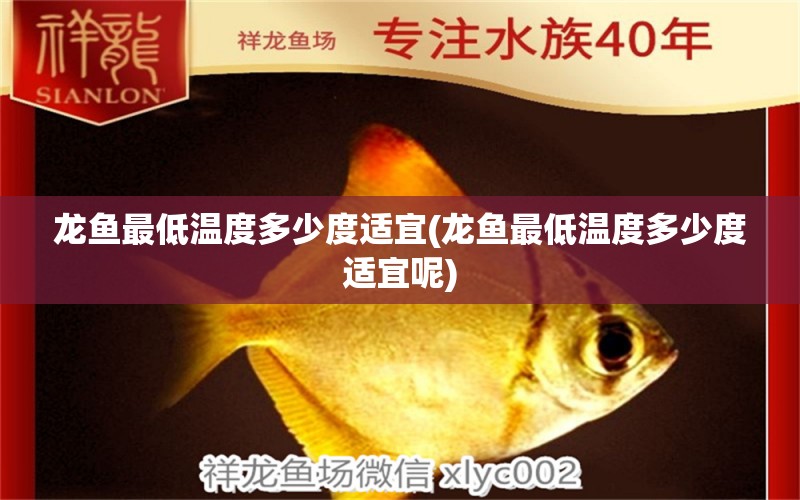 龍魚最低溫度多少度適宜(龍魚最低溫度多少度適宜呢)