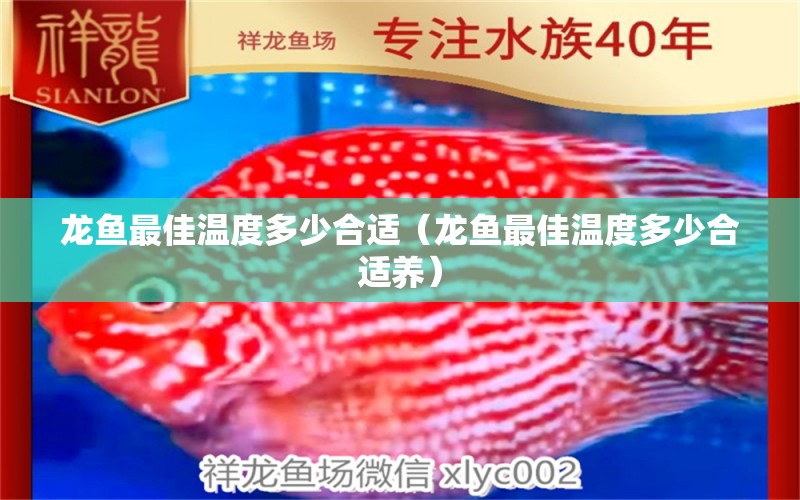 龍魚最佳溫度多少合適（龍魚最佳溫度多少合適養(yǎng)） 廣州龍魚批發(fā)市場