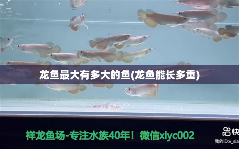 龍魚最大有多大的魚(龍魚能長多重) 鸚鵡魚