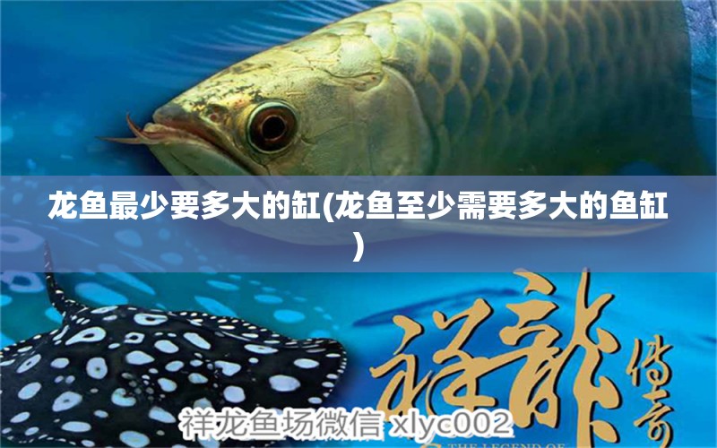 龍魚最少要多大的缸(龍魚至少需要多大的魚缸)