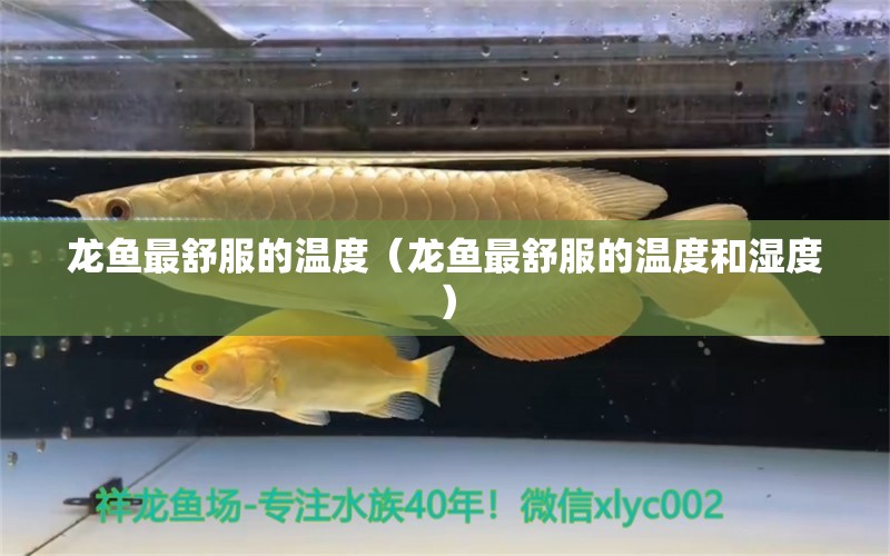 龍魚最舒服的溫度（龍魚最舒服的溫度和濕度）