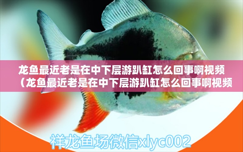 龍魚(yú)最近老是在中下層游趴缸怎么回事啊視頻（龍魚(yú)最近老是在中下層游趴缸怎么回事啊視頻講解） 廣州龍魚(yú)批發(fā)市場(chǎng)