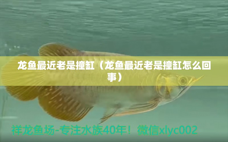 龍魚(yú)最近老是撞缸（龍魚(yú)最近老是撞缸怎么回事） 祥龍水族醫(yī)院