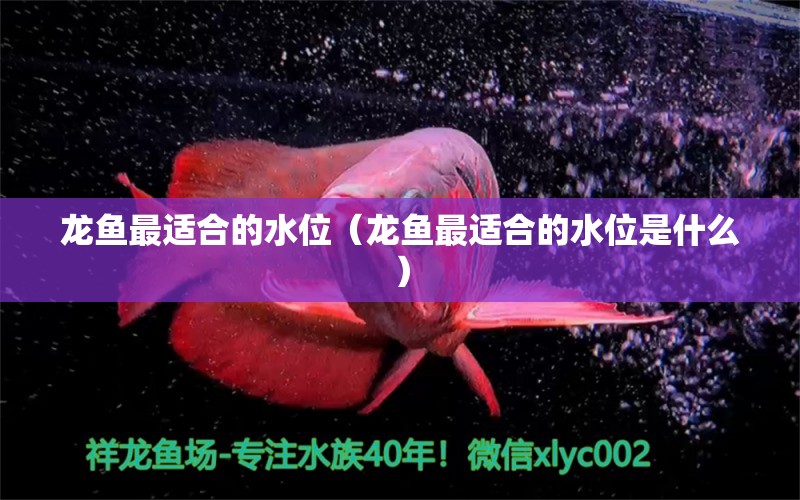 龍魚最適合的水位（龍魚最適合的水位是什么） 廣州龍魚批發(fā)市場