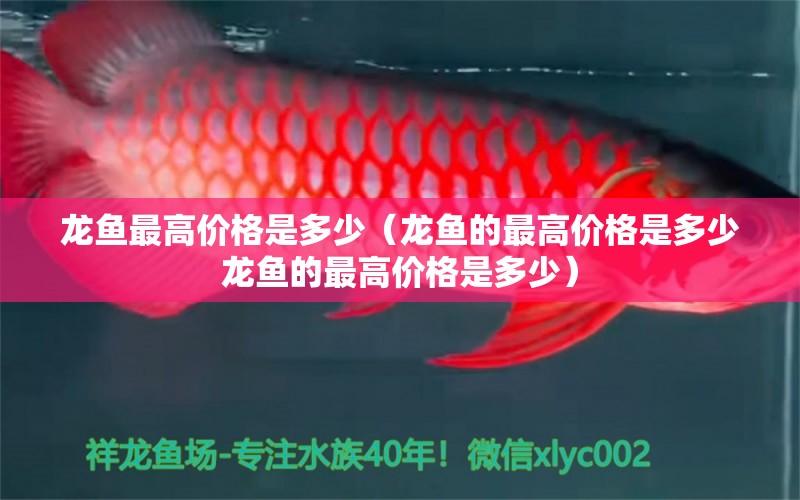 龍魚(yú)最高價(jià)格是多少（龍魚(yú)的最高價(jià)格是多少龍魚(yú)的最高價(jià)格是多少） 水族問(wèn)答 第1張