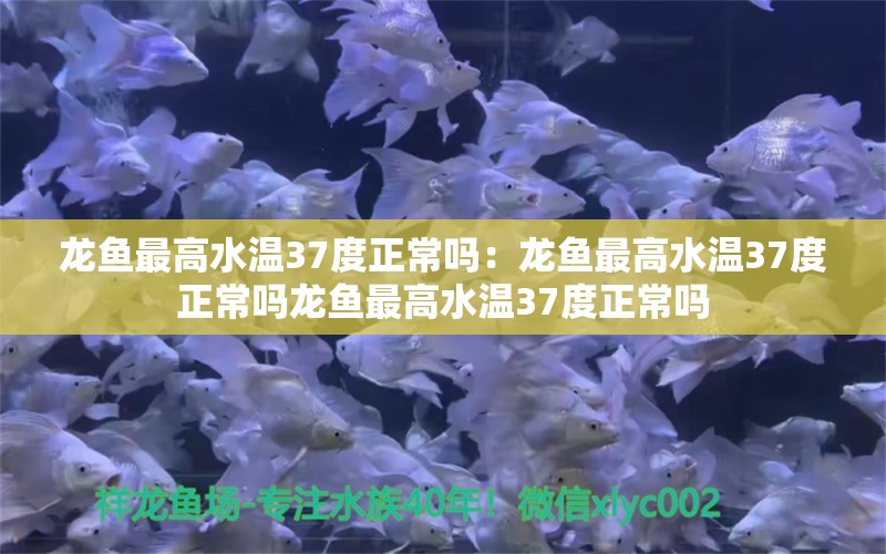 龍魚最高水溫37度正常嗎：龍魚最高水溫37度正常嗎龍魚最高水溫37度正常嗎 龍魚百科 第2張