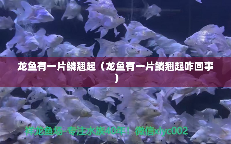 龍魚有一片鱗翹起（龍魚有一片鱗翹起咋回事） 廣州龍魚批發(fā)市場