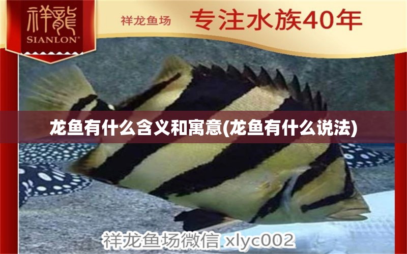 龍魚(yú)有什么含義和寓意(龍魚(yú)有什么說(shuō)法) 蘇虎苗（蘇門(mén)答臘虎魚(yú)苗）